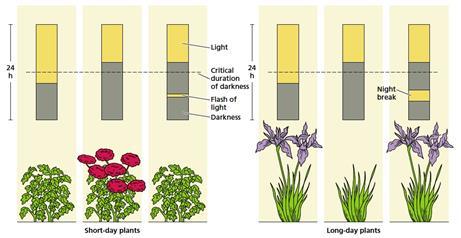 Klassische Phytochromwirkungen Erlangung der Blühfähigkeit auf bestimmte Tageslängen