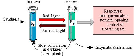 The photoconvertible Pr and Pfr forms Pr = Phytochrome red light