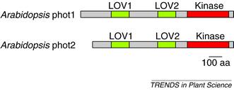 Phototropine Struktur: zwei LOV Domänen (Light oxygen voltage): LOV1 und LOV2 eine