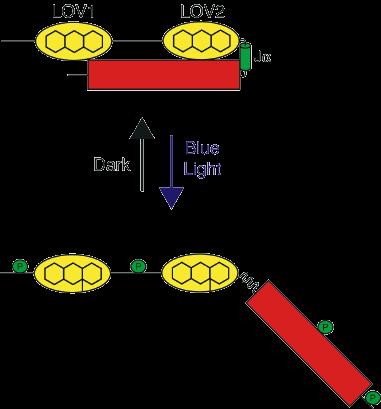 Modell zur Aktivierung der Phototropine: im Dunkeln ist Phototropin inaktiv -> da Proteinkinasedomäne durch LOV2 blockiert Blaulicht bewirkt