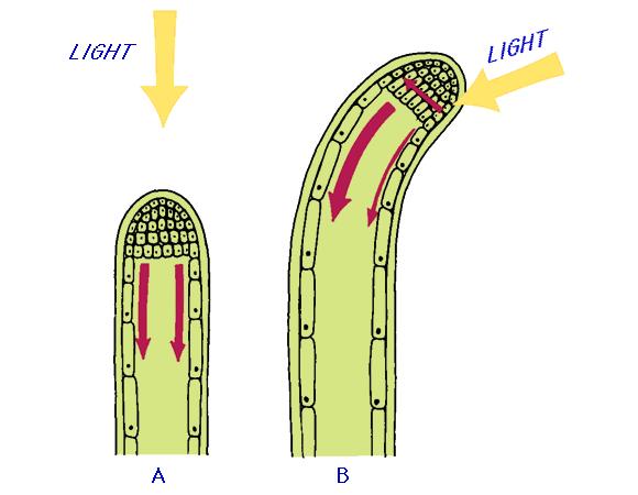 Blue light directs auxin to the