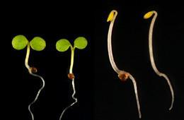 Licht steuert die Enwicklung von Pflanzen Photomorphogenese