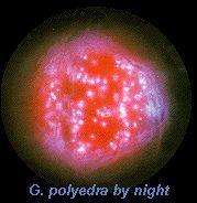 Gonyaulax polyedra: Biolumineszenz in der Nacht Zellteilung bei Morgendämmerung Photosynthese am Tag Zellaggregration am Tag Fluorescence of luciferin