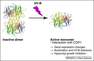 UV-B-vermittelte Signaltransduktion monomere Form bindet an das Signalprotein COP1 (COP1 = constitutively
