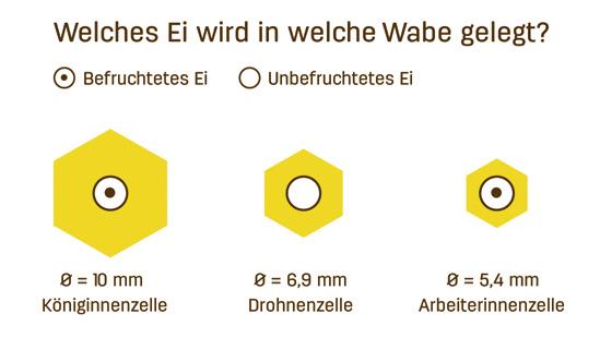 Der Bien Unterschiedliche Zellengrößen und befruchtetes oder unbefruchtetes Ei, bestimmen u. a.die Entwicklung von Königinnen, Drohnen und Arbeiterinnen.