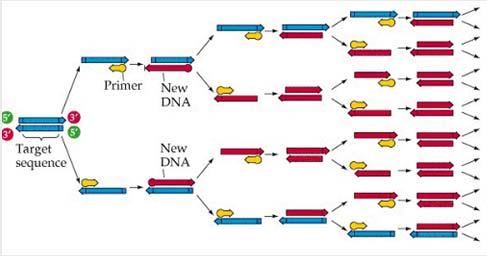Praktikum AG Lebert: Schwerkraft-Perzeption polymerase chain reaction PCR Molekulare Klonierung