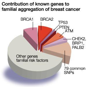 disease risk Stand der Forschung: Oligogenetischer Erbgang und genetische Heterogenität high risk genes (OR >5.0) (BRCA1/2) moderately penetrant risk genes (OR 1.5-5.