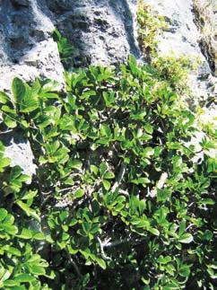 Gredleriana Vol. / 00 Abb. : Die Zwerg-Heidezirpe (Ophiola russeola) lebt in großer Anzahl auf einem Kreuzdorn-Strauch an einer Felswand im LR (Dolomitfels sonnig).