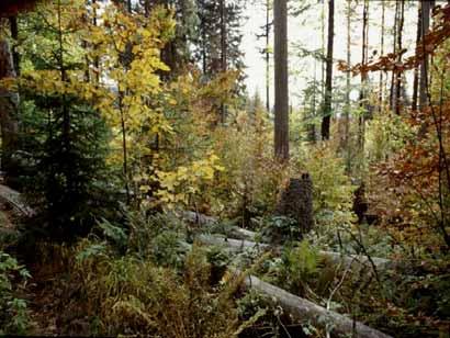 Zukunfts - orientiert Vergangenheits - orientiert Naturwald-Reservate Kernzone Biosphären-Reservat Bewahren des Naturerbes Nationalparks primäre Wildnis ursprüngliche Artenvielfalt bäuerliches