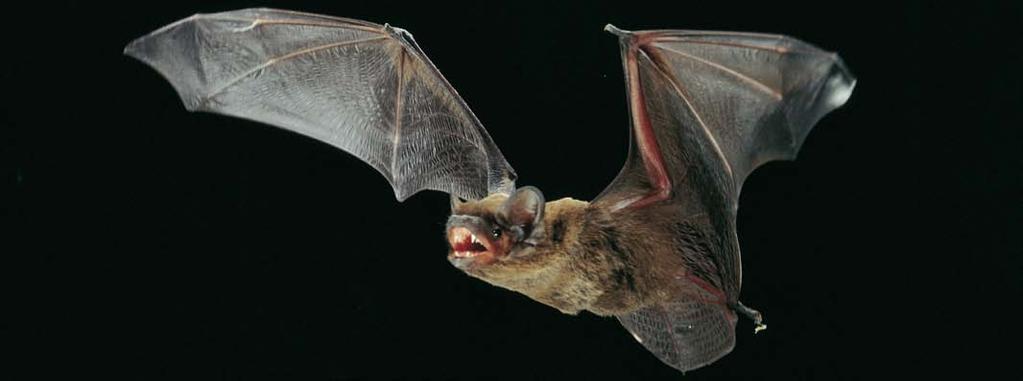 KLEINER ABENDSEGLER (Nyctalus leisleri) Morgenroth Mittelgroße, im Bayerischen Wald bisher selten nachgewiesene Art.