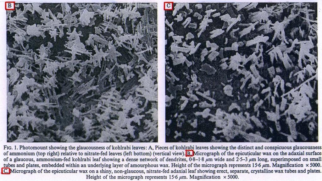 Ammonium-Ernährung Nitrat-Ernährung Blattoberflächen