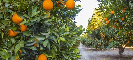 So entstand hier das größte Mandarinen-Anbaugebiet an der Adria. Bei dieser Reise erwartet Sie unter anderem ein Tagesausflug ins Neretva-Delta zur Mandarinenernte inkl.