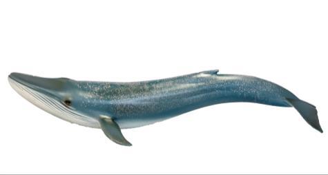 (200.000 kg) Nahrung: Fische;; kleine Garnelen;;... Hai Lebenszeit: lebt in der Erdneuzeit;; erste Urhaie gab es vor ca. 410 Mio.