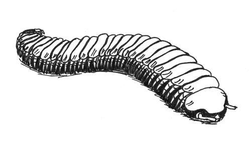 Gliederwurm Lebenszeit: lebt seit dem Erdaltertum seit ca. 450 Mio.