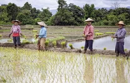 Bagan Reisfelder am Inle-See Copyright @Ken Pao durch die lebhaften Straßen.