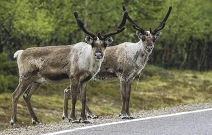 Der Nationalpark an der schwedisch/norwegischen Grenze ist Heimat für Elche, Rentiere und gelegentlich Raubtiere wie Polarfüchse und Luchse.