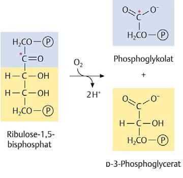 Oxygenierungsreaktion der RubisCO Als bi-funktionales Enzym kann