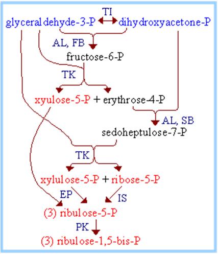 Regenerierende Phase des Calvin-Zyklus: Aus 5 Triosephosphaten werden 3 Moleküle RubP Triosephosphat-Isomerase Aldolase Fructose-1,6-bisphosphatase Transketolase 3C-1P Aldolase