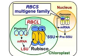 CO 2 wird durch das Enzym RubisCO gebunden RubisCO: Ribulose-1,5-bisphosphat