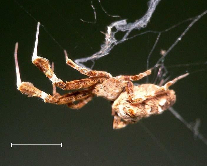 Notizen zu einigen allochthonen und synanthropen Spinnen aus Essen 3 zur Fängigkeit des Gespinstes bei.