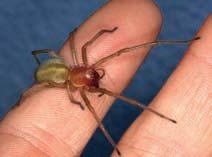 Dornfingerspinnen, im Bild Cheiracanthium punctorium, sind die bekanntesten humantoxischen Spinnen Mitteleuropas.
