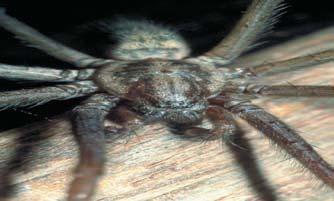 Christian Komposch (6 x) Gleiches gilt in einem noch viel höheren Maß für die vielleicht schönsten Spinnen Österreichs, die Röhrenspinnen.