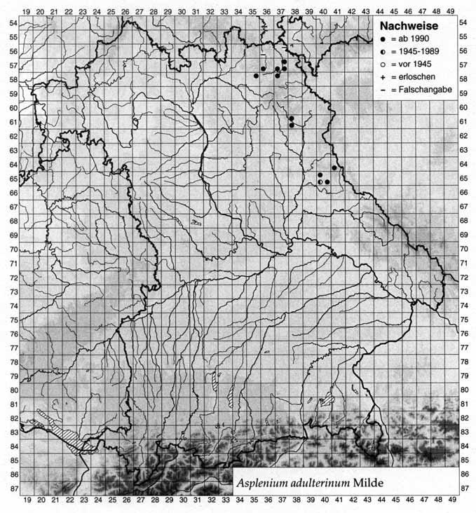 Abb. 2: Asplenium cuneifolium (Serpentin-Streifenfarn) im Serpentinfelsgebiet Woja-Leite (Oberfranken, TK 5737/2). Foto: H. & K. Rasbach (12.9.1997) adulterinum (VOGEL et al. 1998). A. cuneifolium wird außer für Europa auch für den asiatischen Teil der Türkei, für Transkaukasien und für China angegeben (KRAMER 1984), wobei die nichteuropäischen Vorkommen zu subsp.