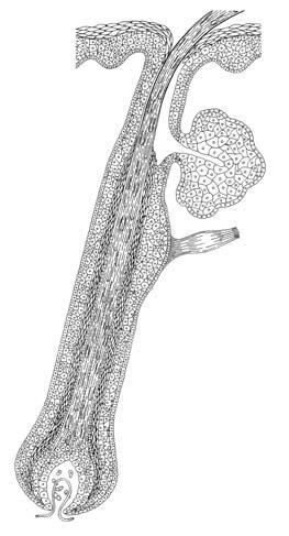 Infundibulum Talgdrüse Wulst- Region Abbildung 2 Follikuläres Targeting Verschiedene Strukturen des Haarfollikels können Ziel topisch applizierter Stoffe sein (Abb.