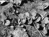 Einige charakteristische Pflanzen des Spätglazials: 2 Silberwurz (Dryas octopetala). 3 Steinbrech (Saxifraga rivularis). 4 Kraut-Weide (Salix herbacea). 5 Gletscher-Hahnenfuss (Ranunculus glacialis).