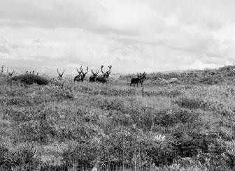 Die späteiszeitlichen Jäger und Sammlerinnen lebten bis etwa 13 000 v.chr. in einer offenen Tundralandschaft. Ab 13 000 12 000 v.chr. setzte die Wiederbewaldung ein.
