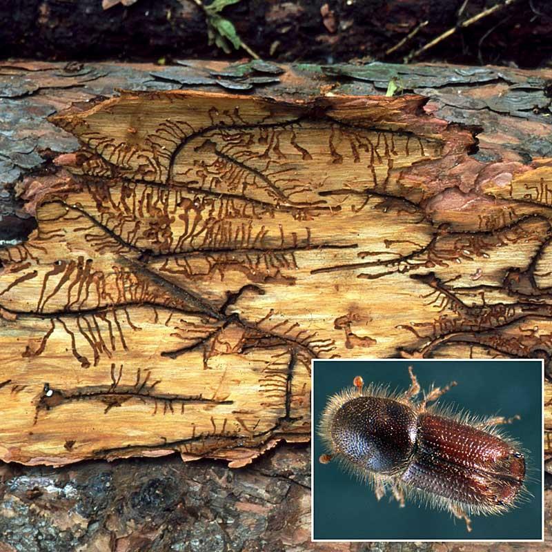 Ips cembrae Großer