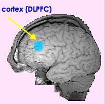GEHIRN UND DEPRESSION Populäres funktionales Modell der kognitiven Kontrolle : Affektive