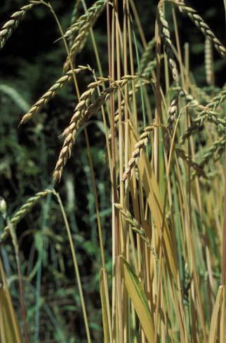 bei weitem wichtigste Gruppe von Nahrungspflanzen zahlreiche weitere Getreide, z.b. Avena sativa Hordeum