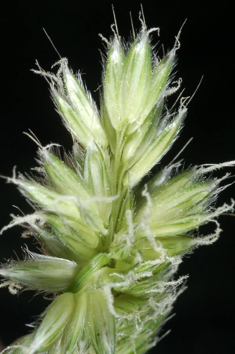 unverzweigt: Traubengräser verzweigt: Rispengräser Alopecurus pratensis Ährchen in komplexeren Blütenständen