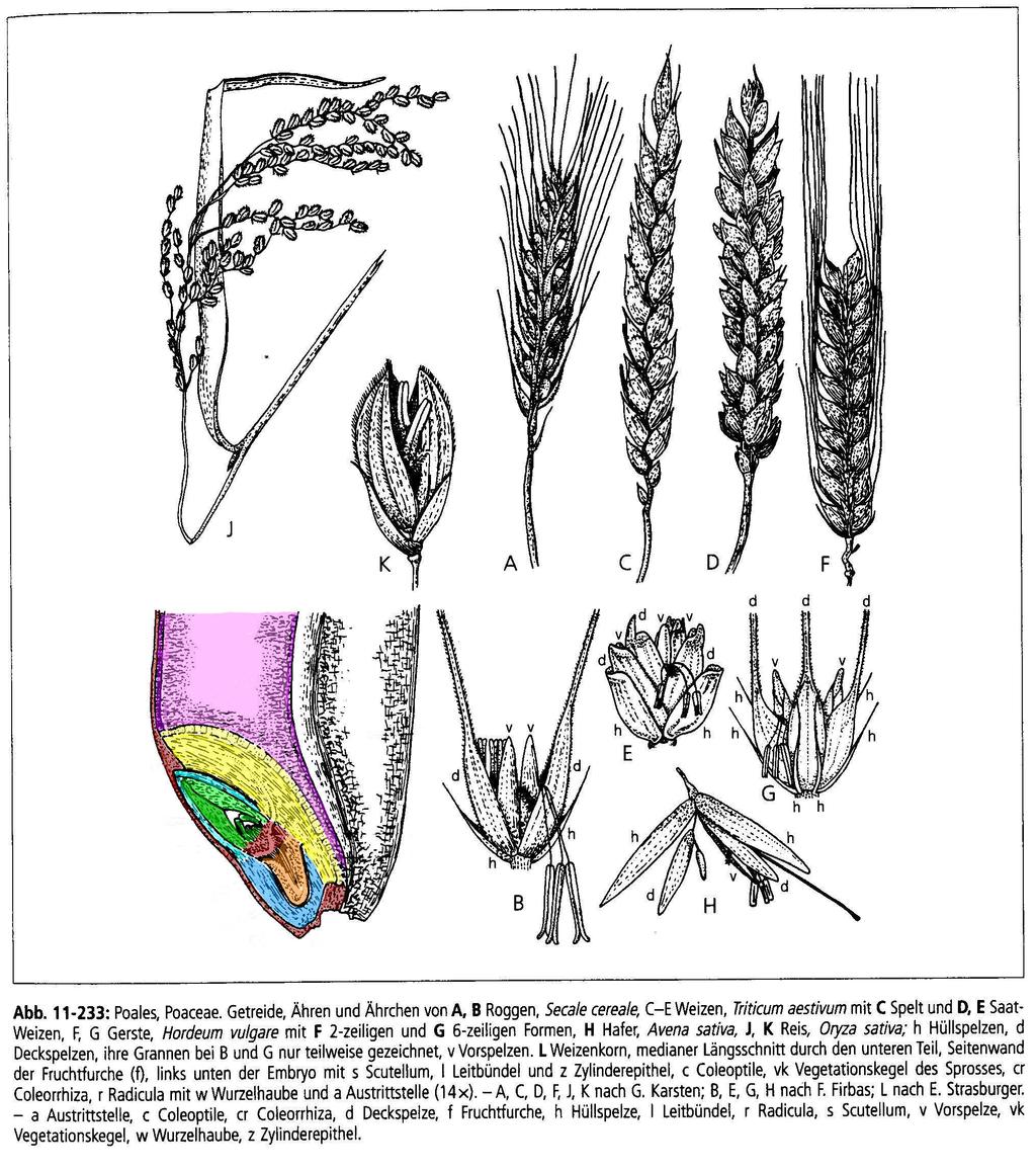 Endosperm Nussfrucht (Karyopse: Fruchtwand und Samenschale scheinbar verwachsen) Fruchtfurche Keimblatt zu Haustorium umgewandelt