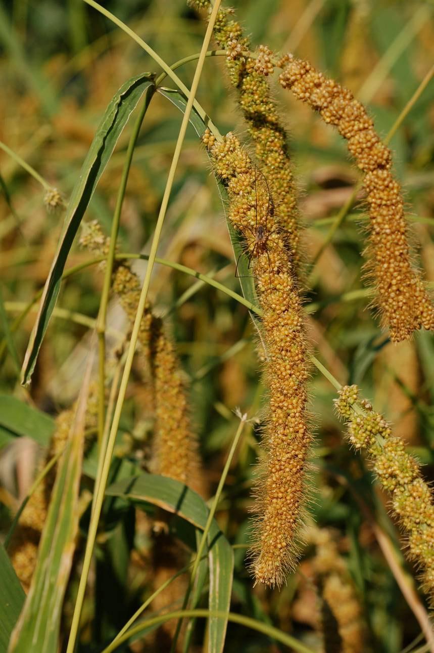 viele verschiedene Getreide werden als Hirse bezeichnet, z.b. Echinochloa spp.