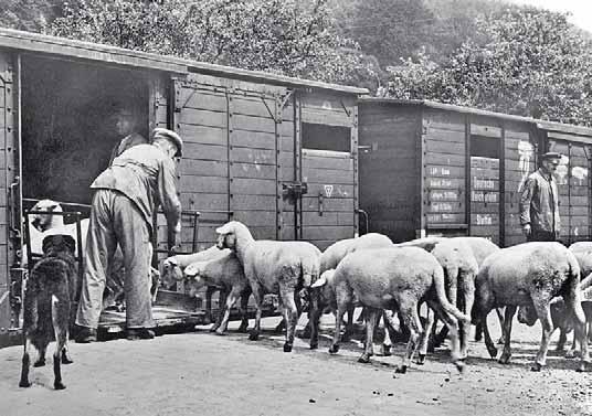 Schafverladung in Ulm, Ende der 30er-Jahre. Wohin die Reise der Tiere ging, ist nicht bekannt auf jeden Fall war es nicht der Schlachthof der Donaustadt.