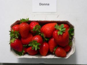 'Donna' Abb. 11: Frucht 'Donna' Abb.