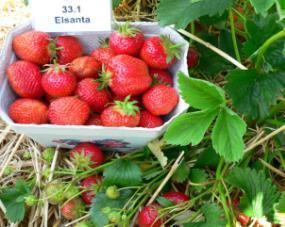 Handelsfähiger Ertrag: 467,17g (T), 767,82g (F) 'Elsanta' ist die Hauptsorte im deutschen Erdbeeranbau.