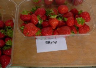 'Elianny' Abb. 31: Frucht 'Elianny' Abb.