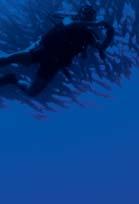 Eine zweite, kleinere Gruppe von Hammerhaien kreuzt um die Ecke.