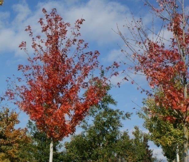 Frühe, lang anhaltende Herbstfärbung in kräftigem