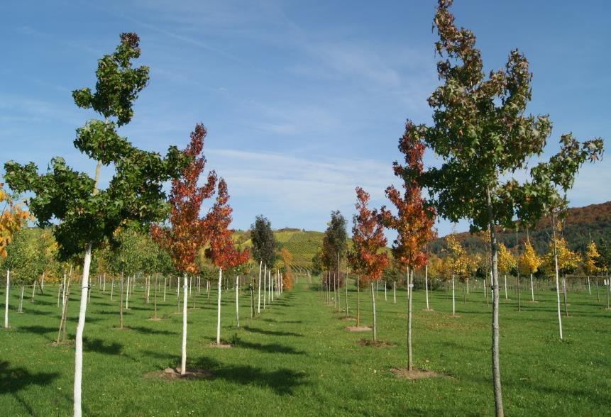 Liquidambar styraciflua & Sorten Die Trockenheits- und Hitzetoleranz ist bei Bäumen mit über 16 cm StU