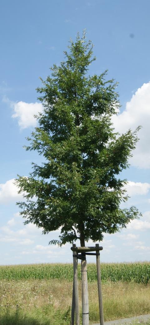 Quercus cerris überzeugte an allen 5 Standorten