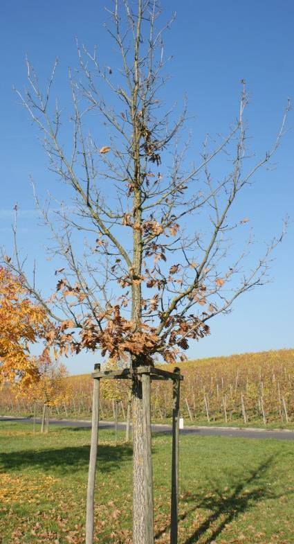 Dickenwachstum und sehr einheitliche Jungkrone Quercus
