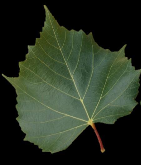 Hoher Wiedererkennungswert Tilia mongolica Im