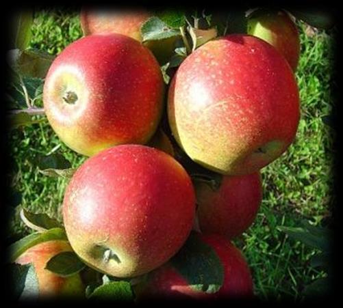 Äpfel Alkmene Tafelapfel Mittelgroß, abgeflacht, leuchtend rot auf gelbem Grund.