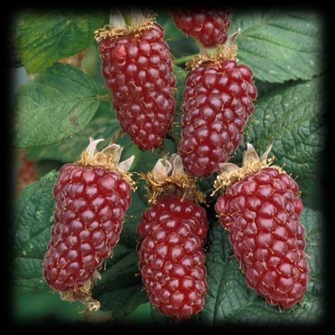 Brombeeren Tayberry -Kreuzung zw. Brombeere u. Himbeere- 3-4cm lange, dunkelrote Früchte.