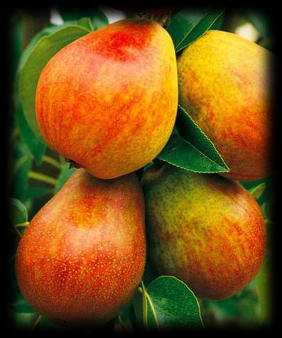 Clapps Liebling -Tafelbirne-,seit 1894 Mittelgroße bis große Frucht, gleichmäßig geformt. Das Fruchtfleisch ist gelblich-weiß, süßsauer und schmelzend.
