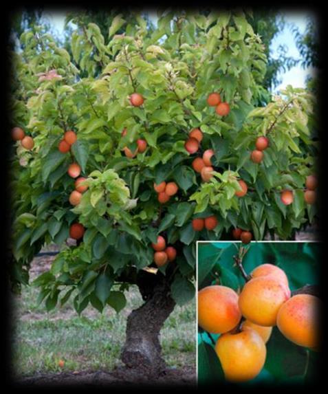Garden Aprigold -Miniaprikose- Mittelgroße Frucht mit orange-gelbem Fruchtfleisch, mit dem typisch süßen